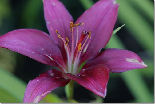 LiliumAmerica