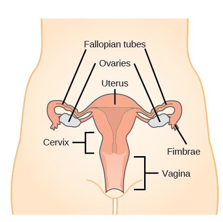 What is short cervix?