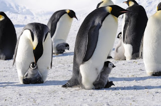 Penguins have greater variety than many people believe. DNA was taken from 27 species, but useful research is tainted by worthless evolutionary assumptions and guesswork.