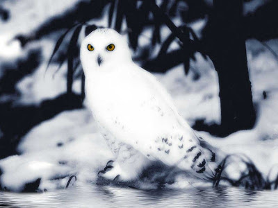 White Owl Wallpapers