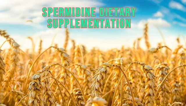 Spermidine Supplement