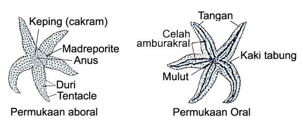 Gambar Struktur Tubuh Bintang Laut Koleksi Gambar HD