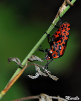 Graphosoma lineatum