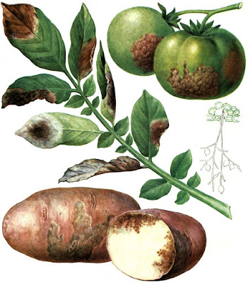 Фитофтороз картофеля / "Фитофтора" картофеля / Картофельная гниль (Phytophthora infestans)