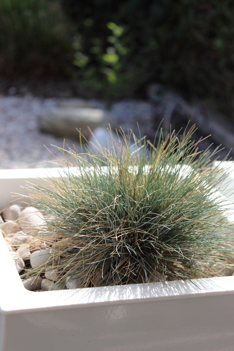 Garten im April bei kebo homing, Blauschwingel, Gräser im Garten, Frühling, Vivanno