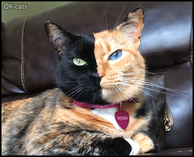 Amazing Cat GIF • ‘Venus’, amazing chimera. The famous ‘Two face Cat’ born this way