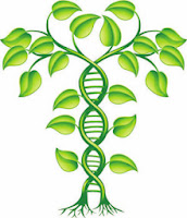 dna tree