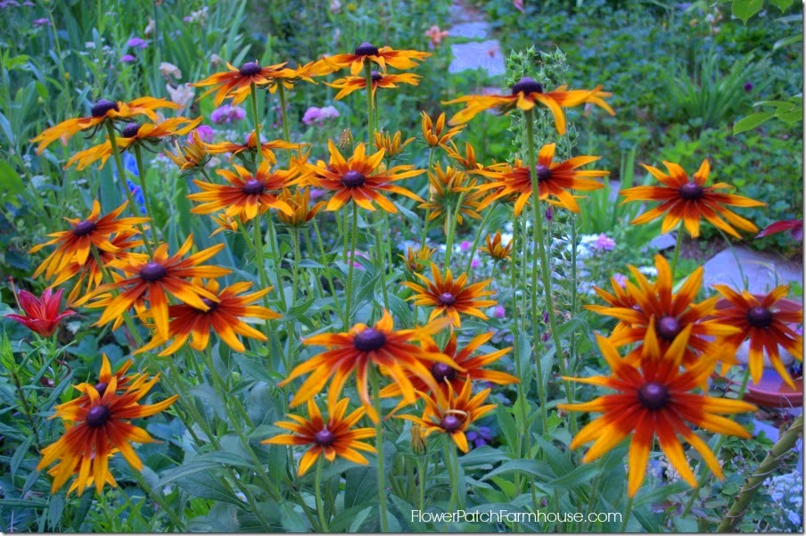 Black Eye Susan Amber12