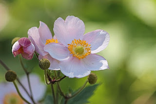 anemone flower meaning