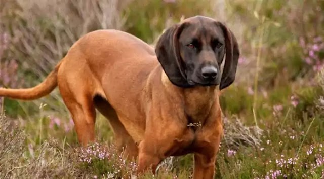 Bavarian Mountain Scent Hound Dog Breed Info: Price, Characteristics, Aggressiveness & Facts