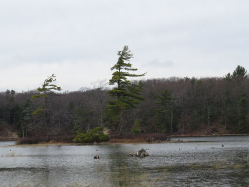 lone evergreen tree on an island