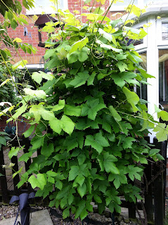 grapes obelisk