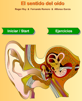 http://primerodecarlos.com/CUARTO_PRIMARIA/enero/Unidad7/actividades/naturales/oido5.swf