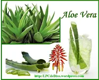 "Aloe vera"