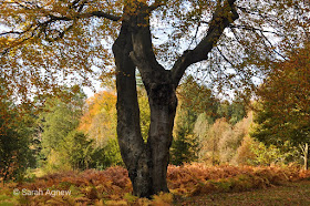 Autumn colours at Wakehurst in Sussex, photos by Sarah Agnew Modernbricabrac