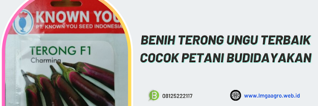 terung,terong ungu,petani,budidaya,budidaya terong ungu