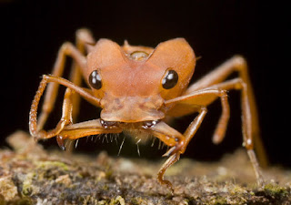 The ant species Daceton armigerum predator pictures images pics photos gallery