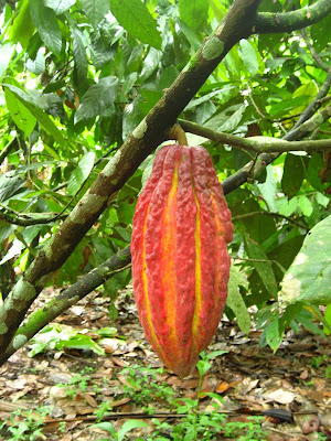 Theobroma cacao / Cacoa, Chocolate