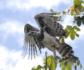 Harpy Eagle Wallpaper