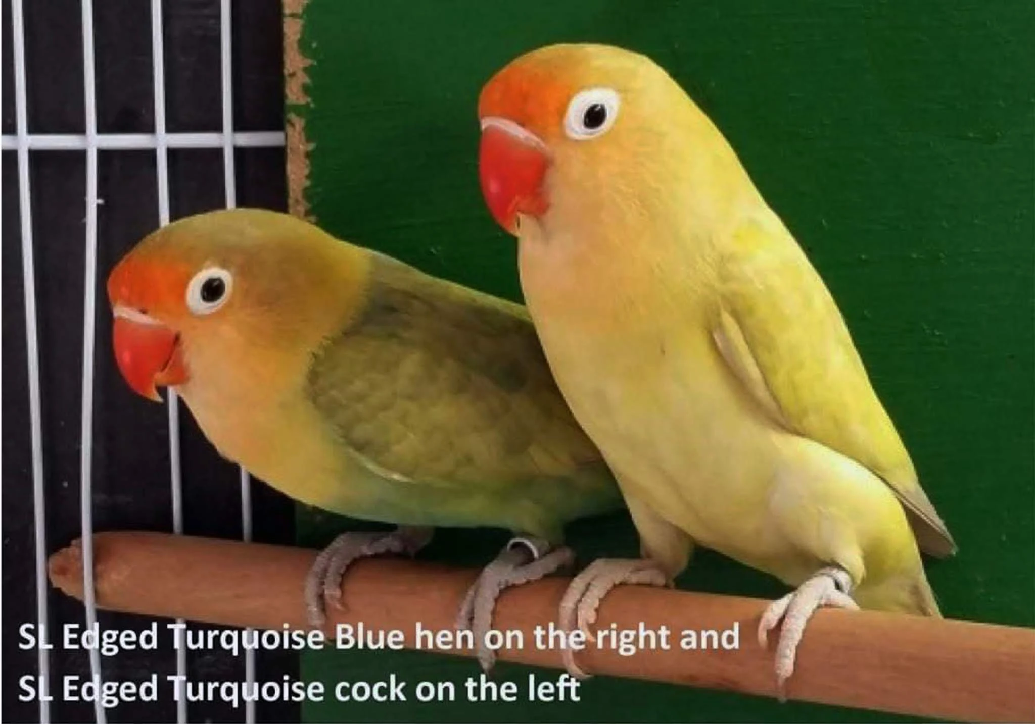 Difference betweenTurquoise Parblue Dominant Edge Lovebird SF and DF
