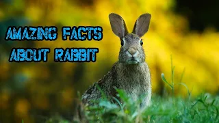 Amazing Facts about Rabbit in Hindi - खरगोश के बारे में रोचक तथ्य।