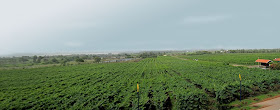 panoramic view of vineyard