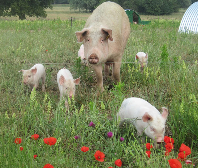 Famale pig moving with its babies