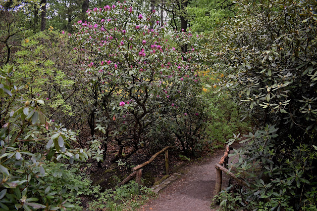 Park rododendronów w Kromlau