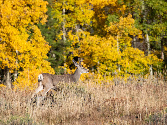 Nice buck in State Forest State Park