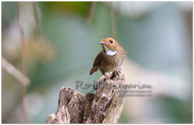 Rufous Browed Flycatcher