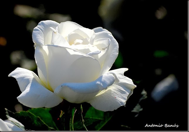 6 DSC_5612x1