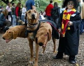 Harry Potter and Dog Costume