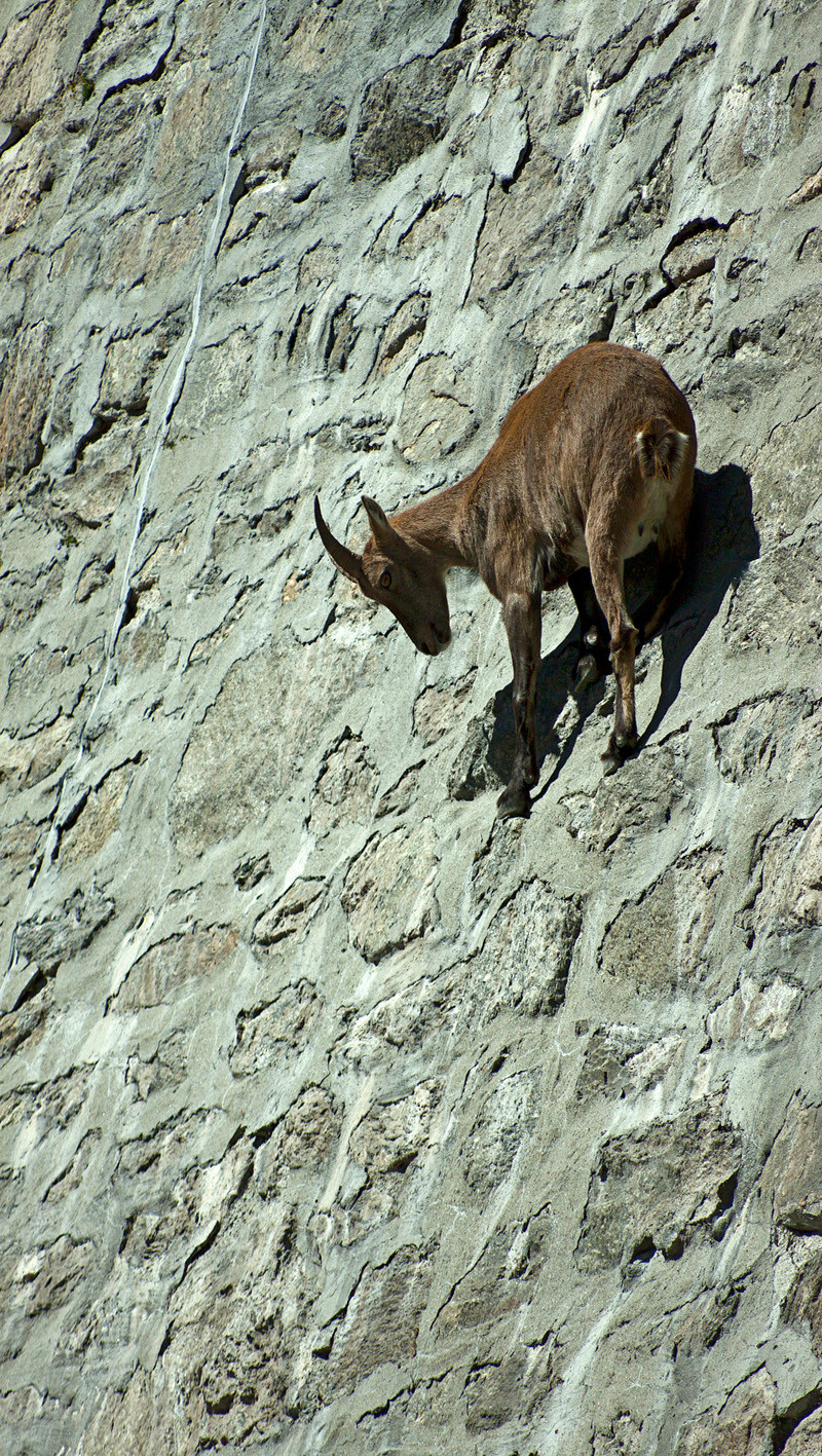 mountain goats climbing;  goats climbing; goat climbing wall; ibex goats; ibex climbing dam; how do mountain goats climb vertically; mountain goat climbing; goats climbing dam; goats licking salt; goat licking meme; mountain goat hoof; ibex hooves; ibex wall; why do goats climb; animals who climb mountains, licking rocks, how do goats climb; salt goat; goat salt; ibex climbing; ibex goat;