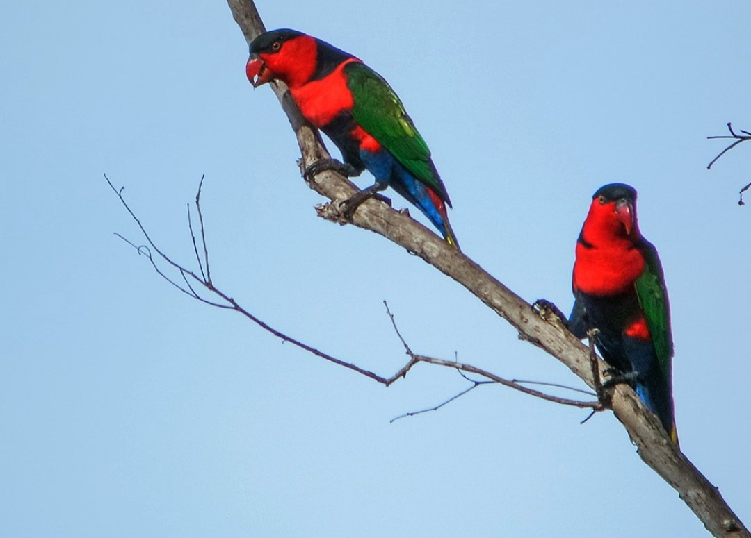 Tentang Burung Nuri Kepala Hitam Disertai Gambar dan Videonya