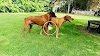  Rhodesian Ridgeback Tries Hard to Mate With Female