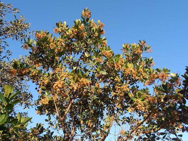 MADROÑO: Arbutus unedo