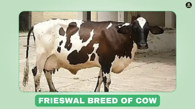 Frieswal cattle, synthetic dairy cattle,nbagr cattle breeds, Sahiwal-Holstein Friesian cattle, dairy breed, ICAR-Central Institute for Research on Cattle cattle, Meerut, agro-climatic regions