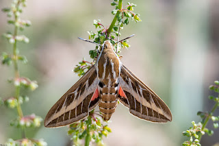 Mariposa-esfinge-rayada-o-de-la-vid-Hyles-livornica-