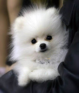 Cute Pomeranian Puppies Pictures
