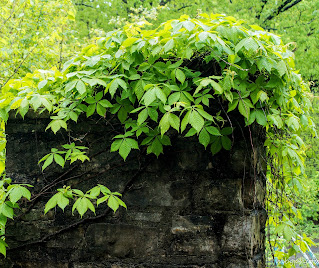 leaves cascading over a stone wall photo by mbgphoto