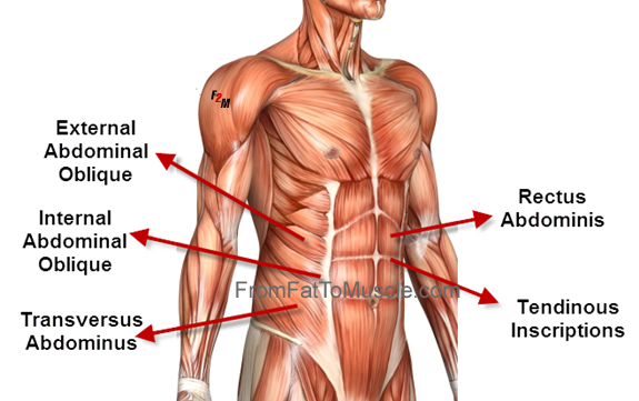 Life Fitness Fundas Core Muscles Training