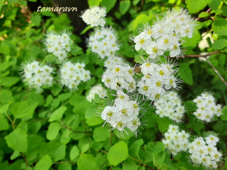 Спирея уссурийская / Таволга уссурийская (Spiraea ussuriensis)