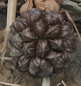 Nipa palm (Nypa fruticans)