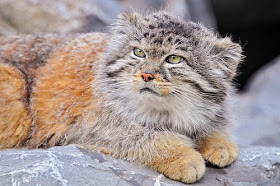 Pallas's wildcat rare animal kitten pets