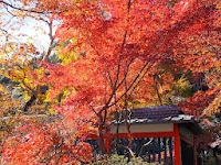 燃えるような赤色に包まれ、辺り一面は荘厳な雰囲気が漂っていた。 