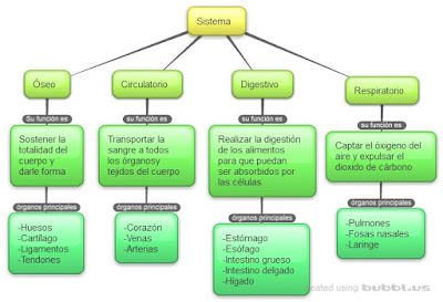 Resultado de imagen de mapa conceptual de los sistemas del cuerpo