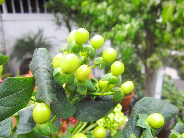 close up coffee beans