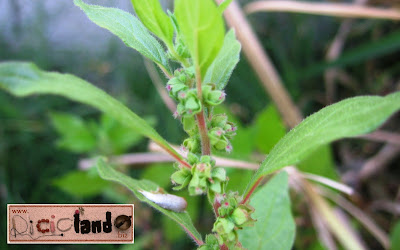 fiore Parietaria riciclando