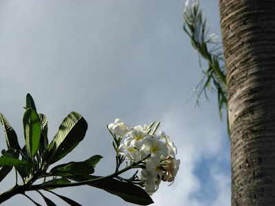 Flowers and Coconut Palm, Maui