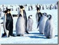 pingui